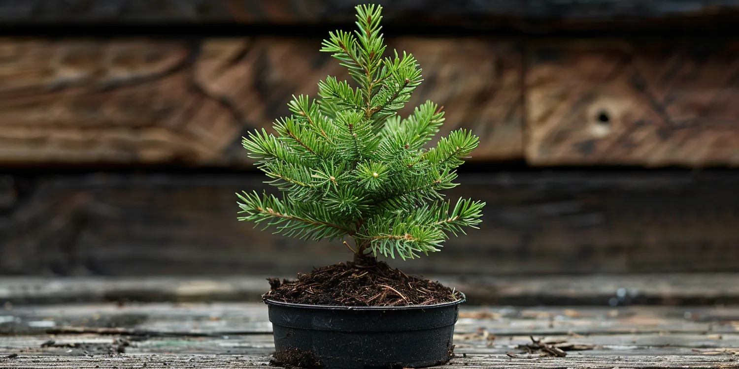 Jak zaprojektować ogród?